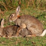 Hazen en konijnen paren